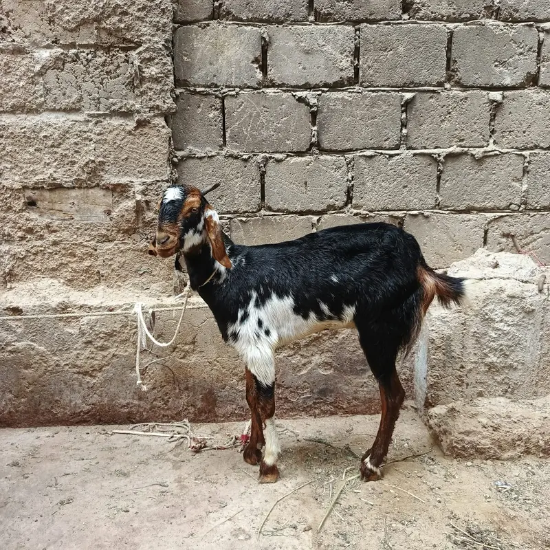 7 male 3 female — photo 8