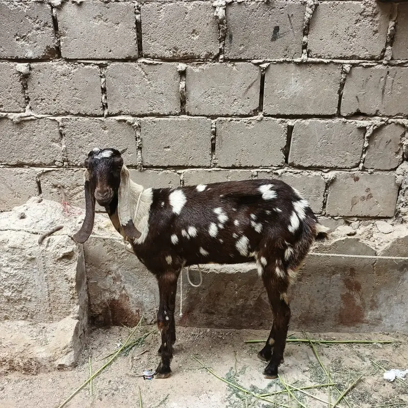 7 male 3 female — photo 11