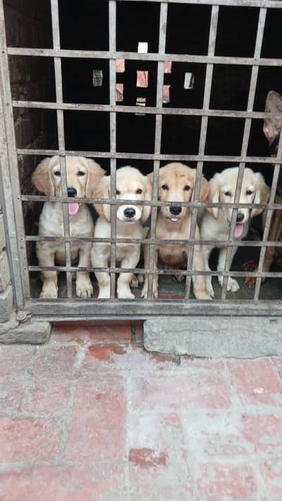 golden retriever pups in very good condition