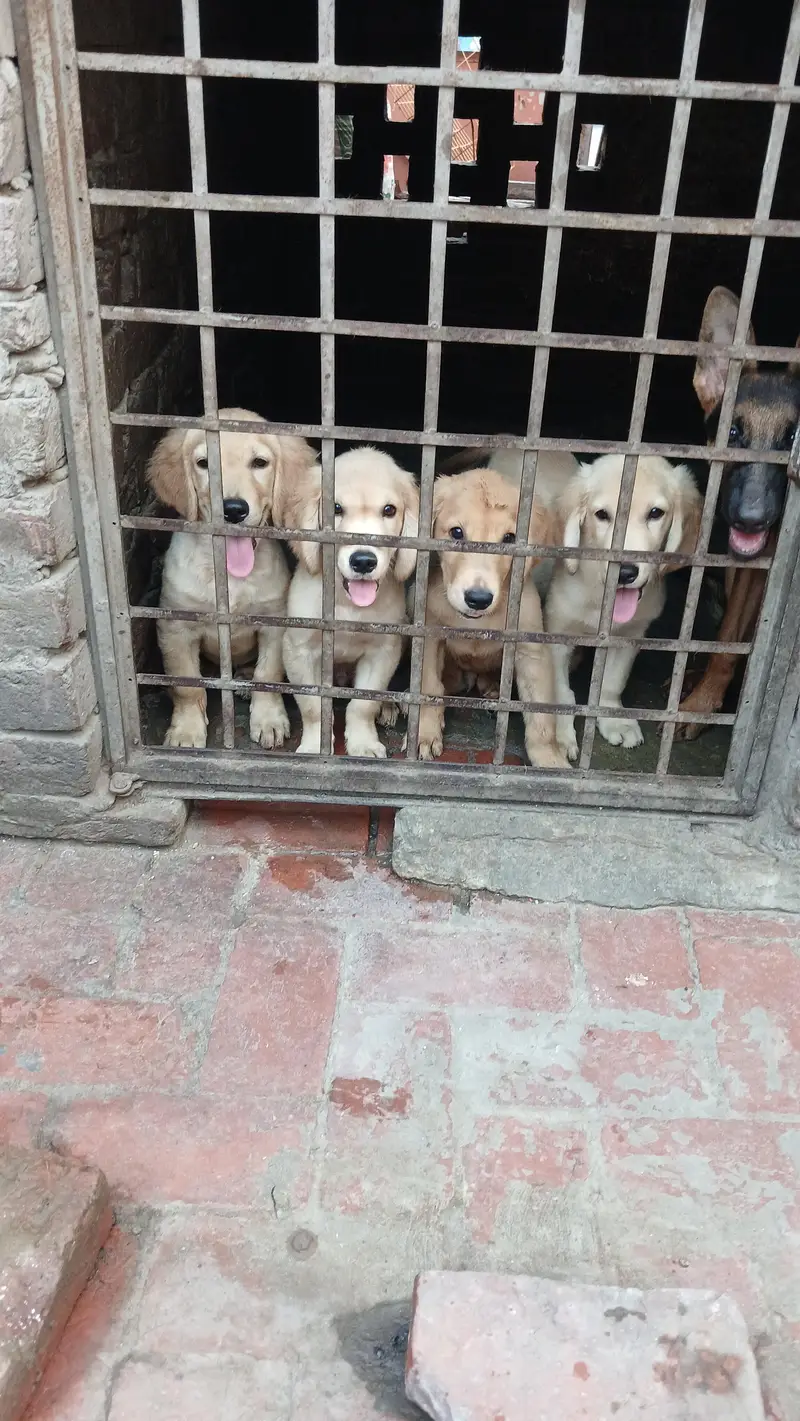 golden retriever pups in very good condition — photo 2
