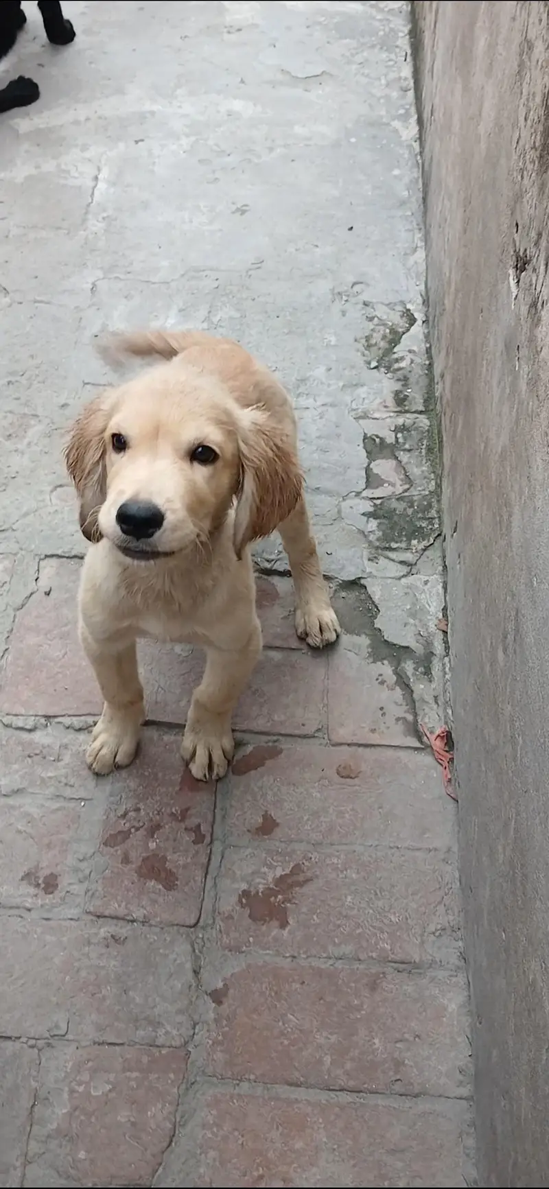 golden retriever pups in very good condition — photo 3