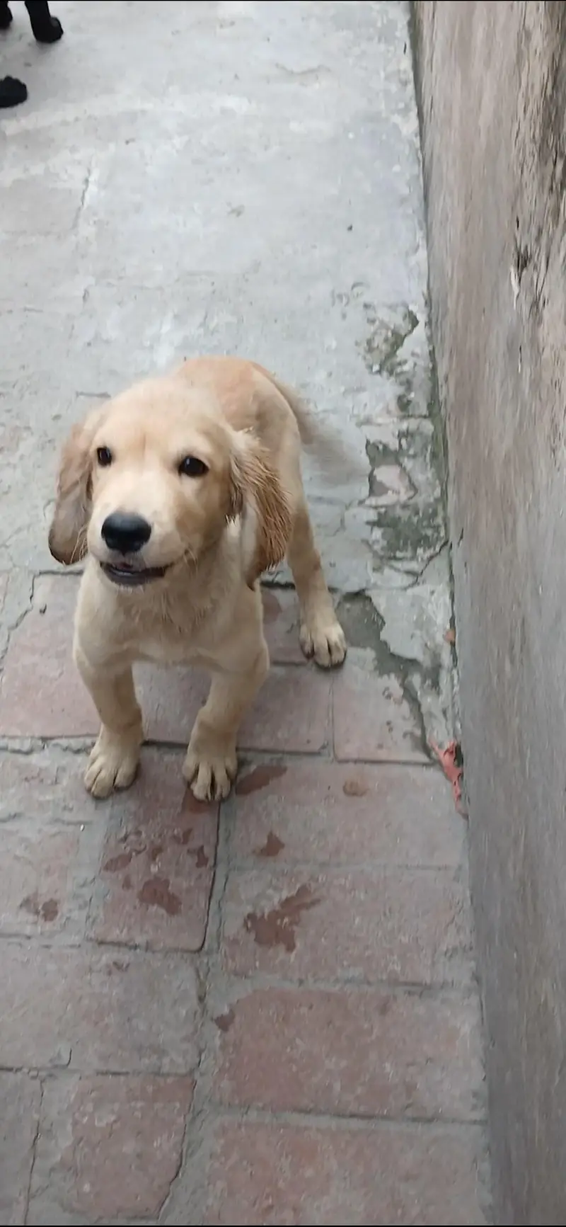 golden retriever pups in very good condition — photo 4
