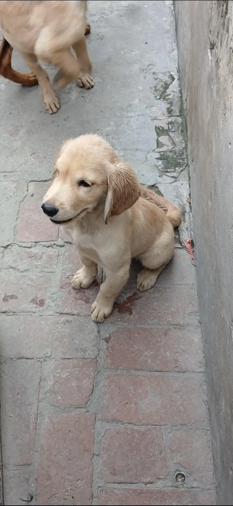 golden retriever pups in very good condition — photo 5