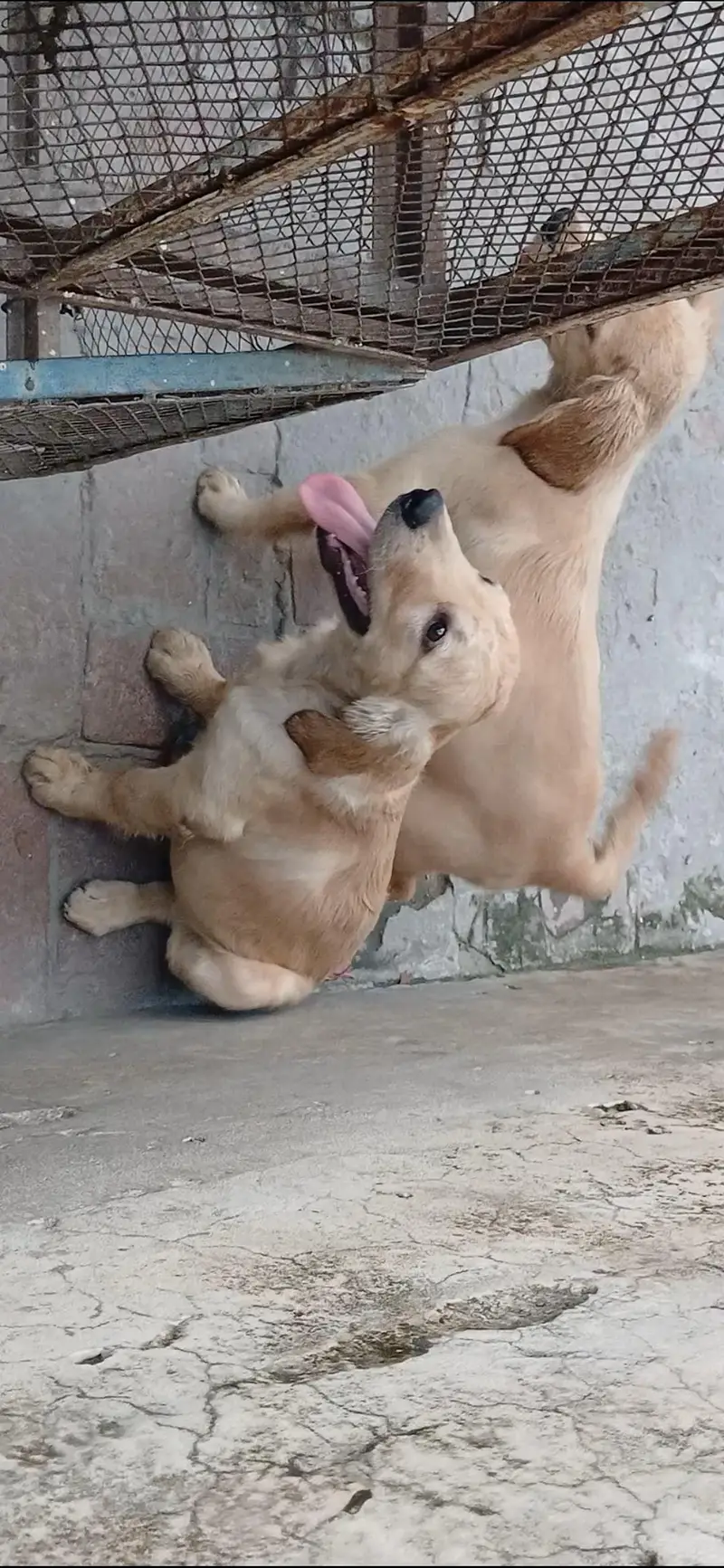 golden retriever pups in very good condition — photo 6