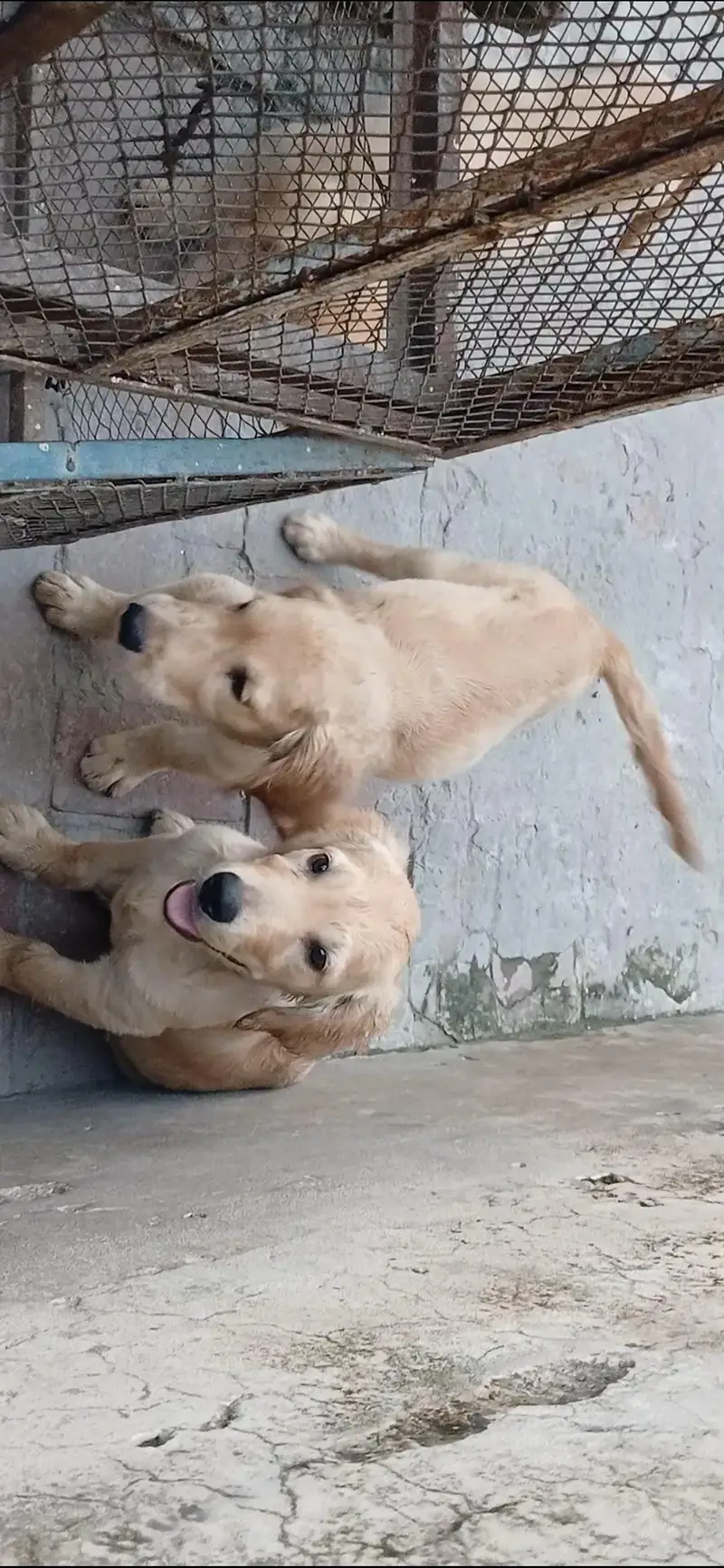 golden retriever pups in very good condition — photo 7