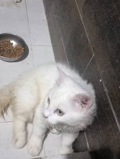 Persian kittens are available