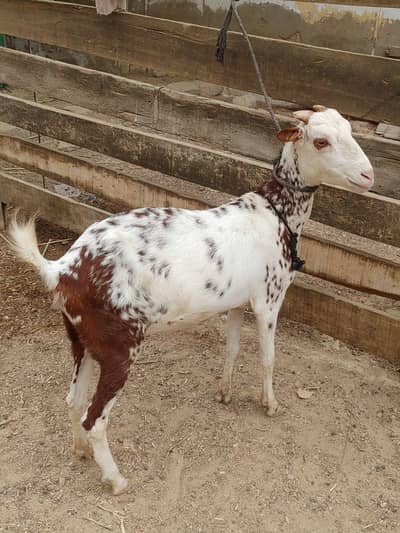 taddy bakri