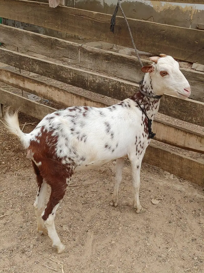 taddy bakri