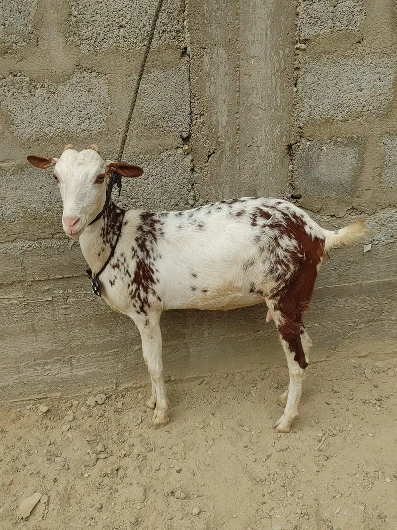 taddy bakri — photo 2