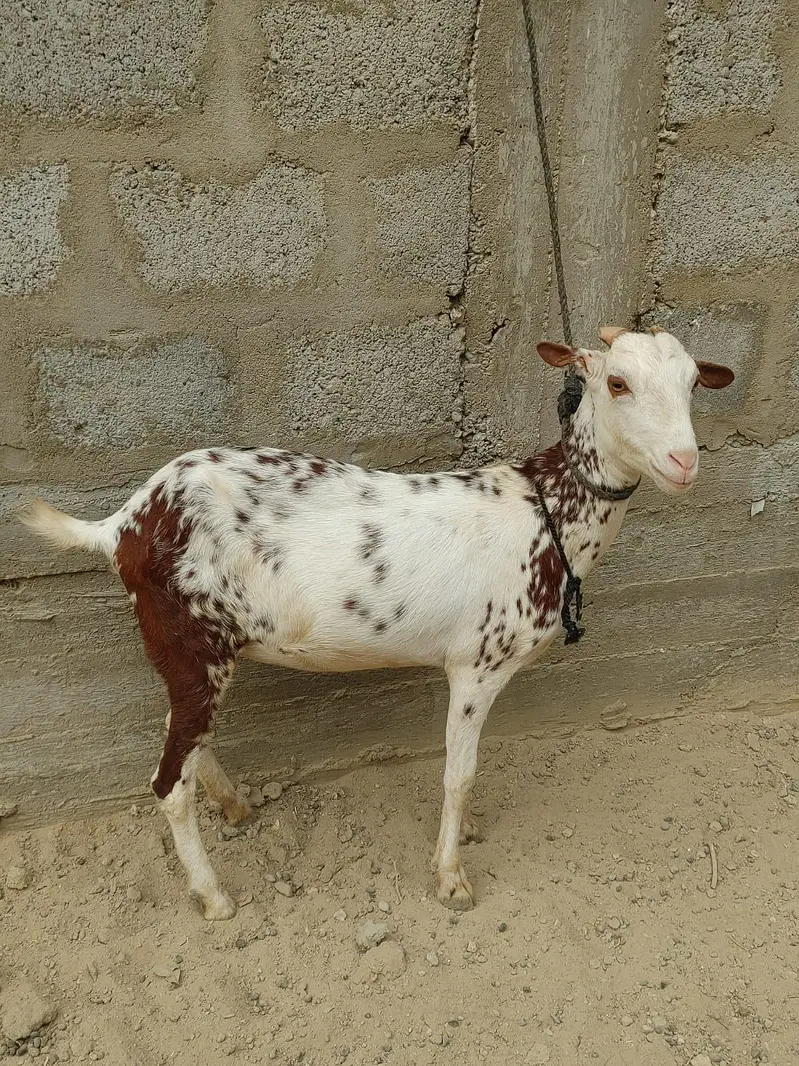 taddy bakri — photo 3