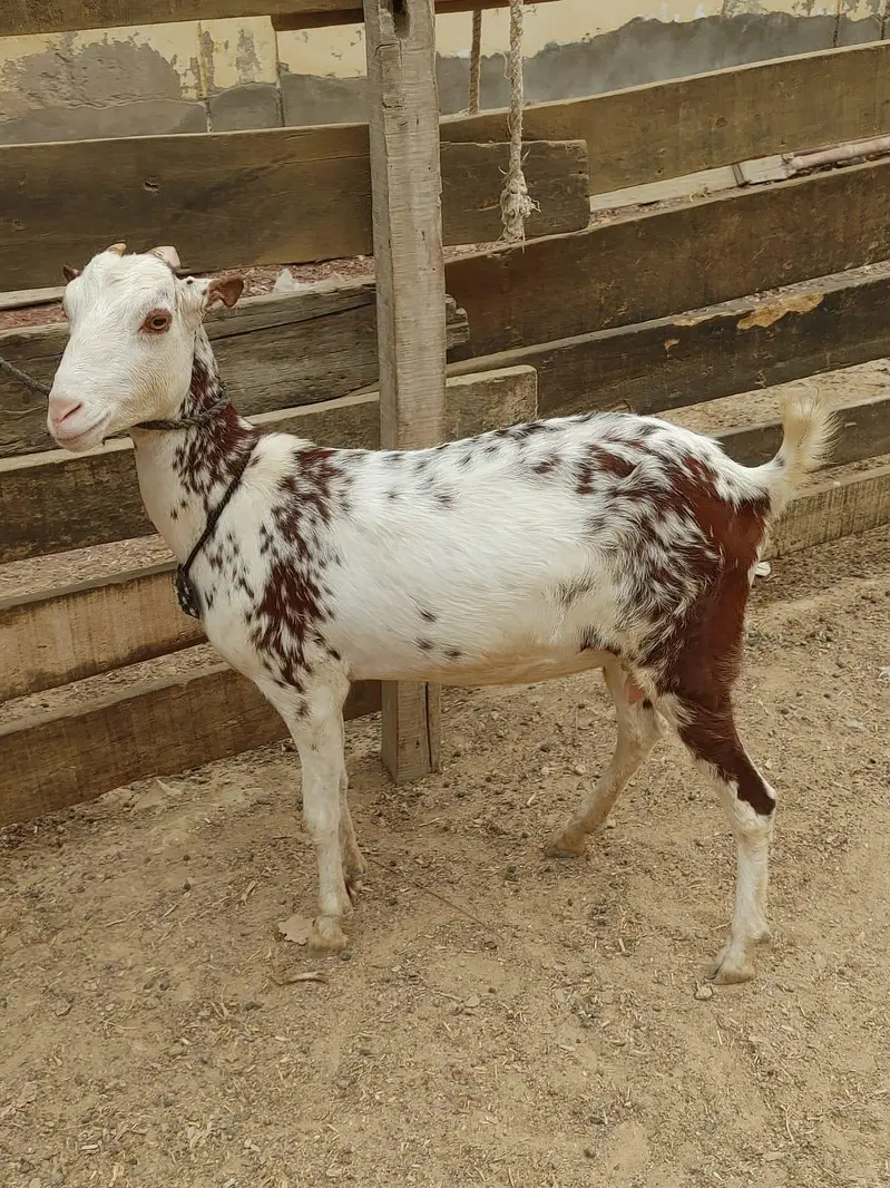 taddy bakri — photo 4