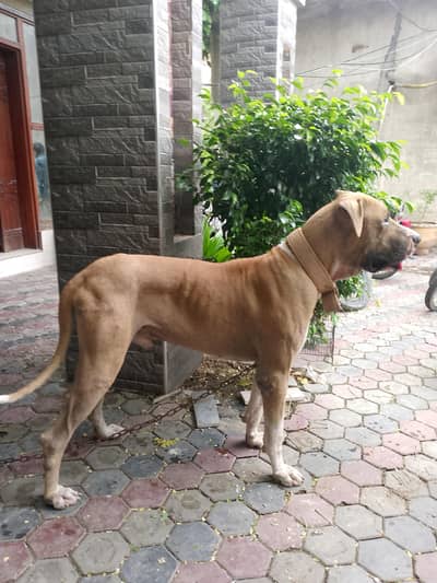 Bully dog for Stud