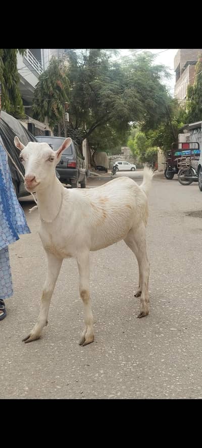 Safeed Taddy Bakra