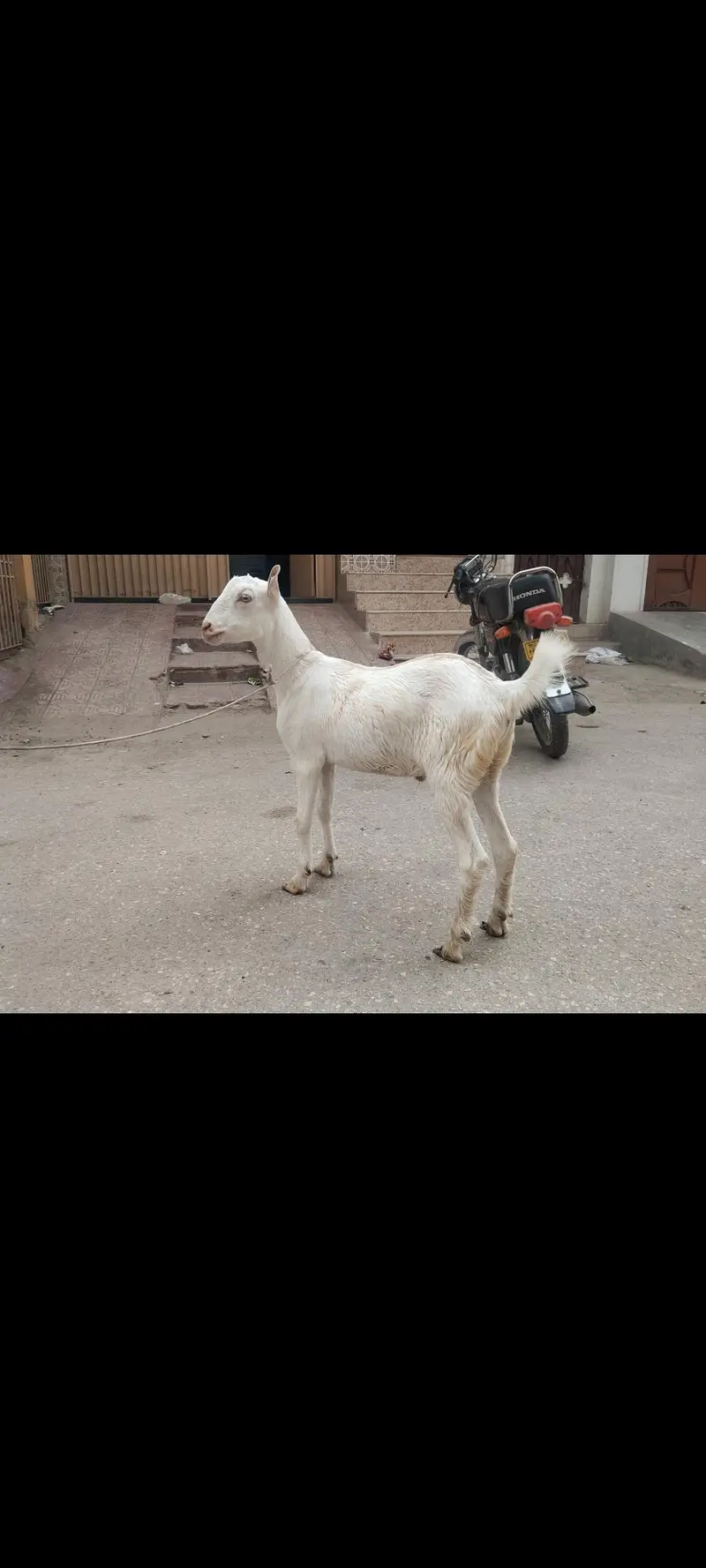 Safeed Taddy Bakra — photo 2