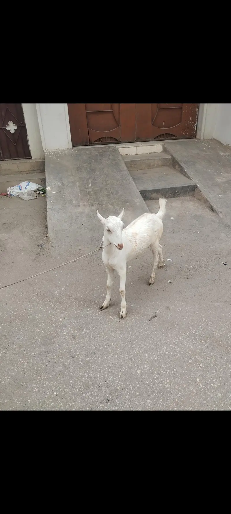 Safeed Taddy Bakra — photo 3