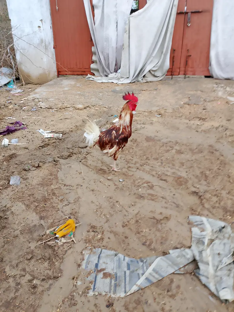 Misri murga healthy and active — photo 2