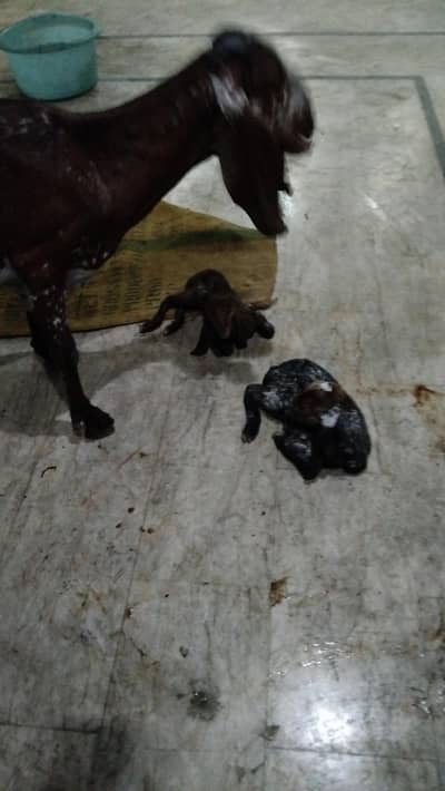 goat with 2 kids