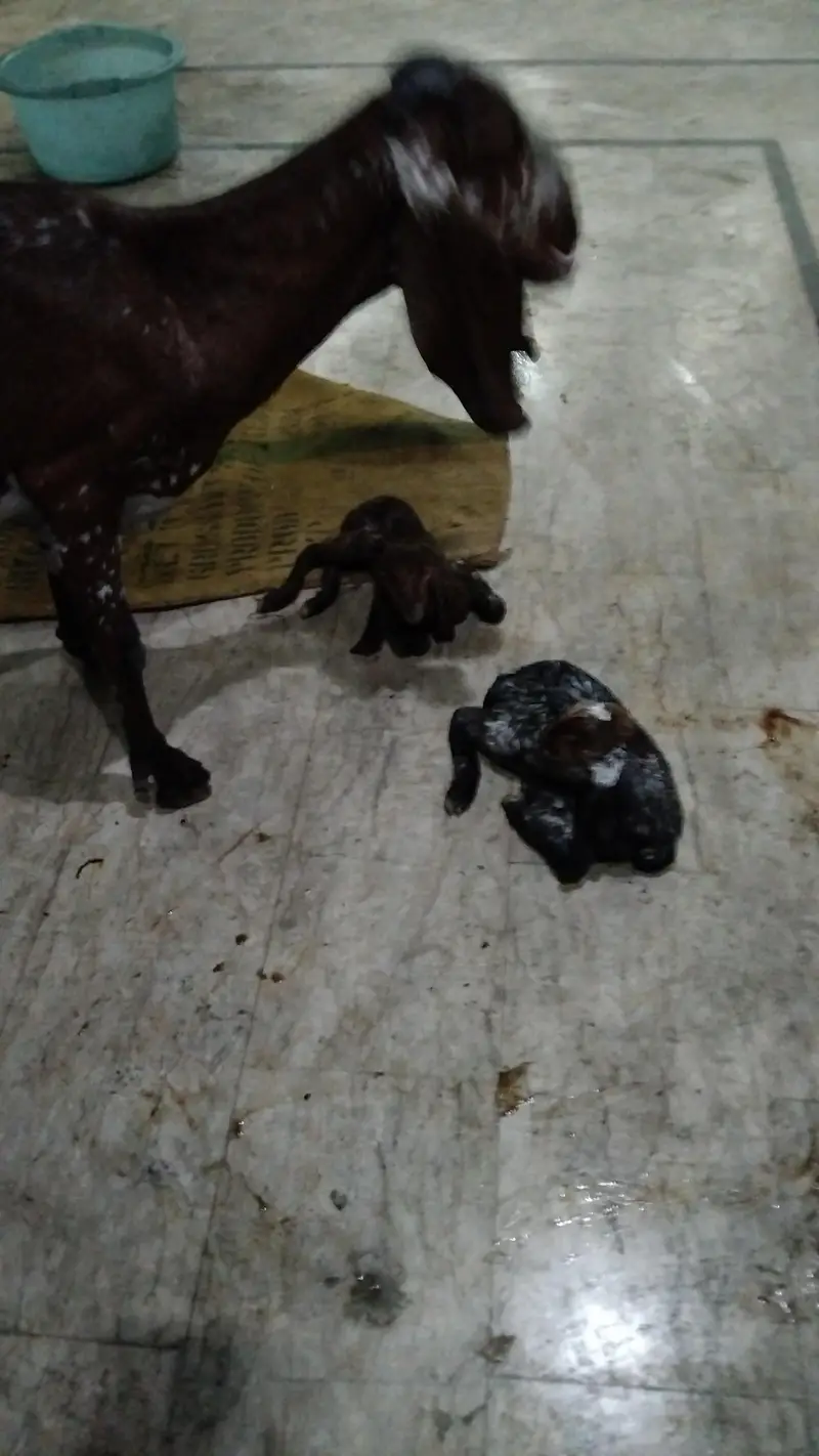 goat with 2 kids