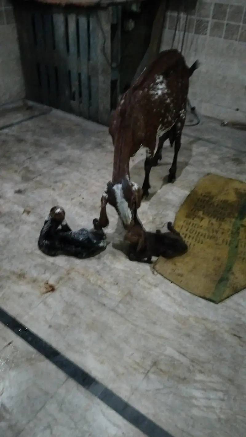 goat with 2 kids — photo 2