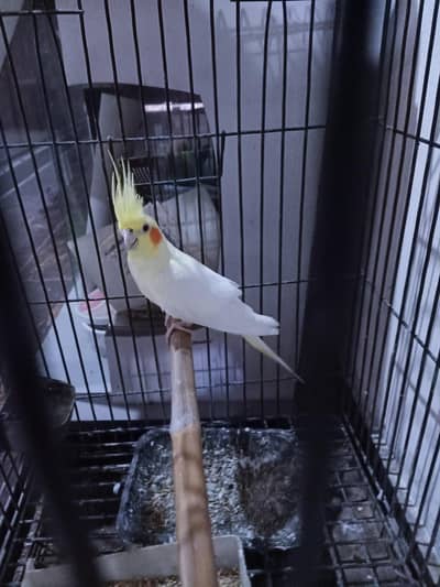 white cocktail