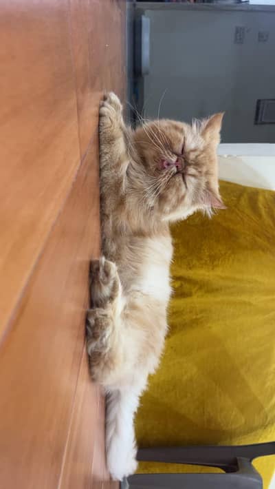 persian Peki female