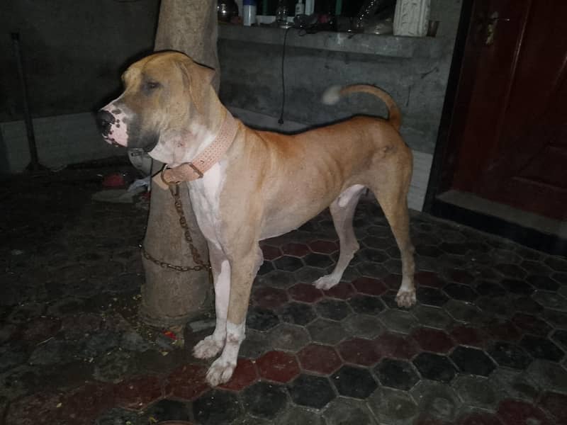 Bully dog for stud 1