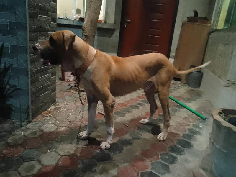 Bully dog for stud 2