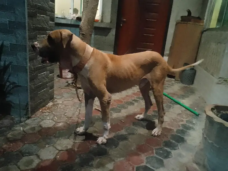 Bully dog for stud — photo 3