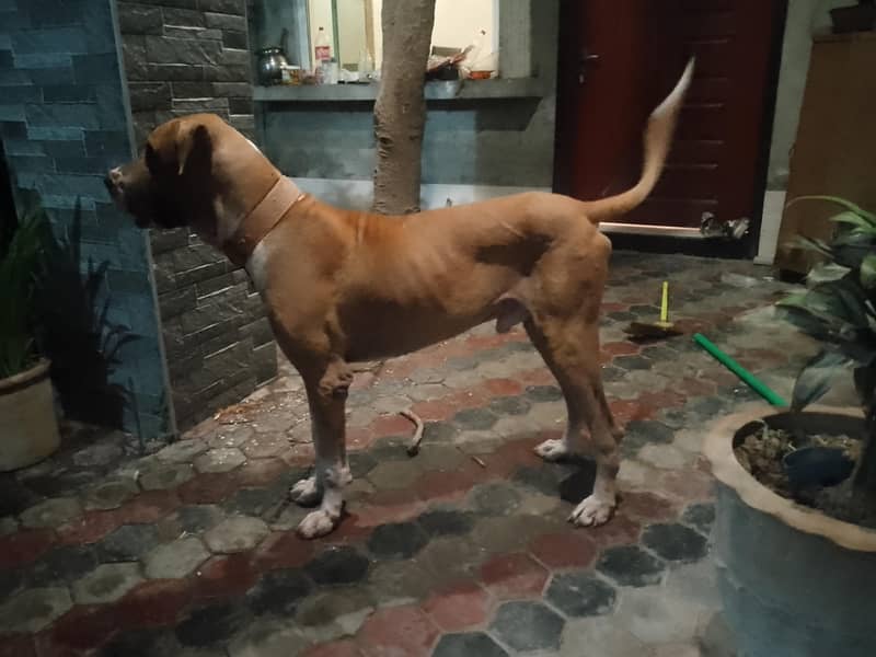 Bully dog for stud 3