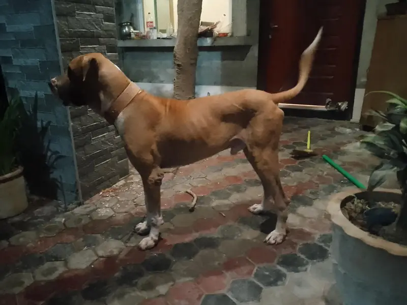 Bully dog for stud — photo 4