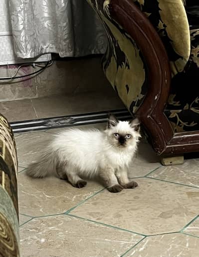 Ragdoll