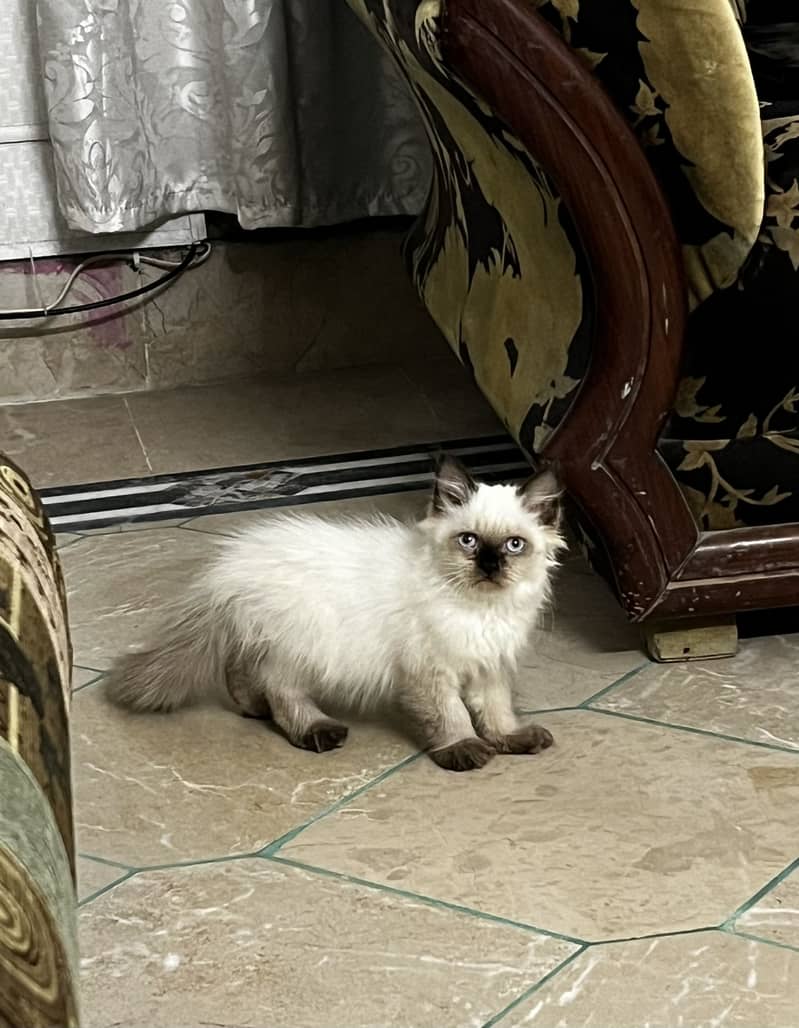 Ragdoll 0