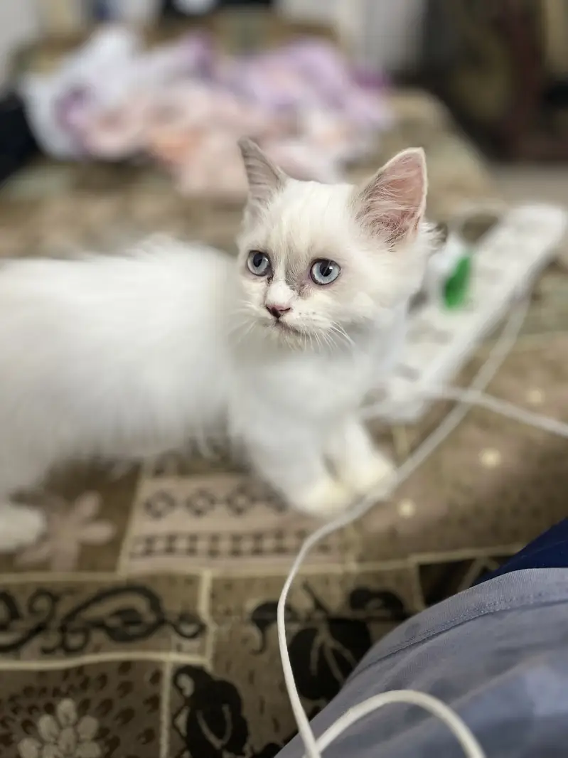 Ragdoll — photo 2