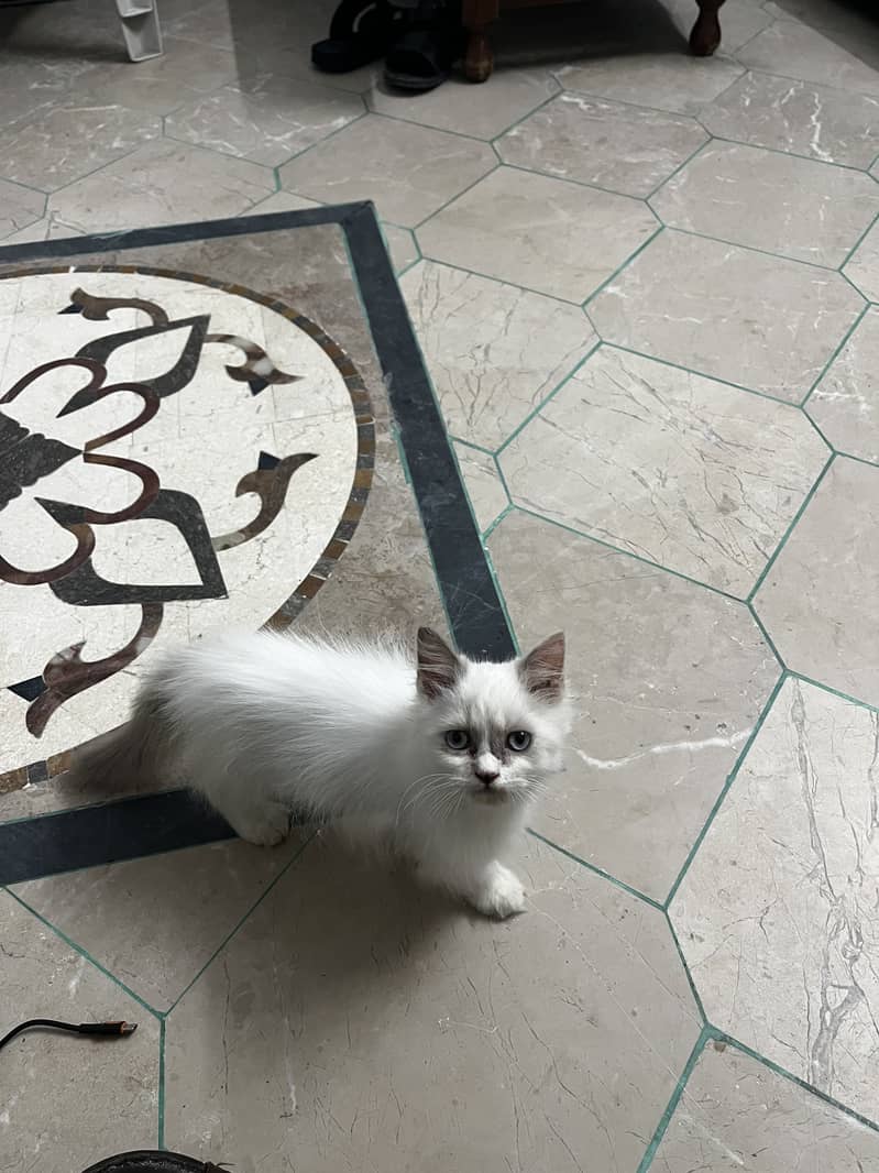 Ragdoll 2
