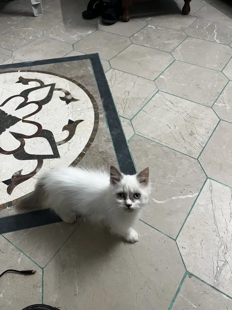 Ragdoll — photo 3