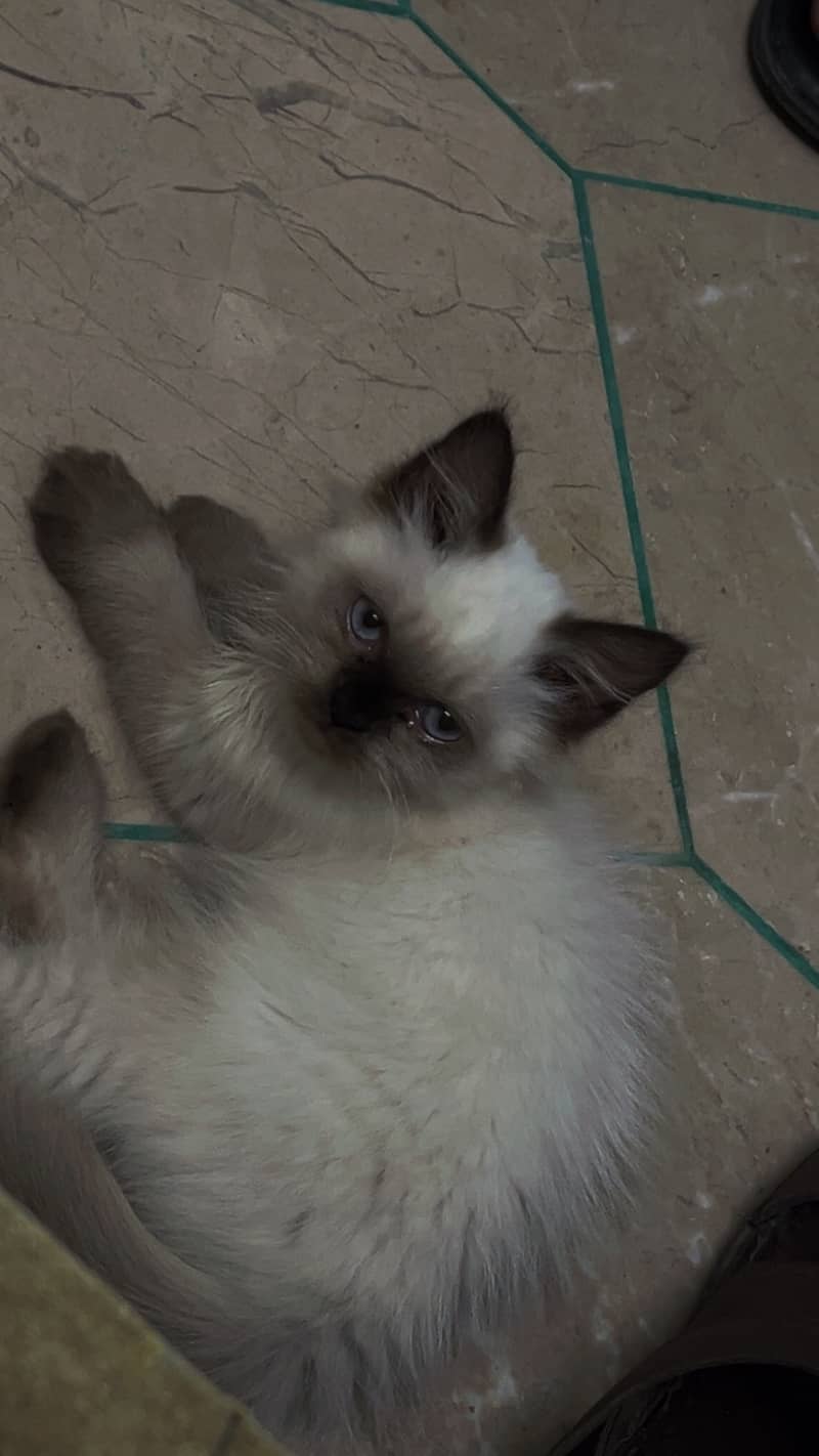 Ragdoll 3