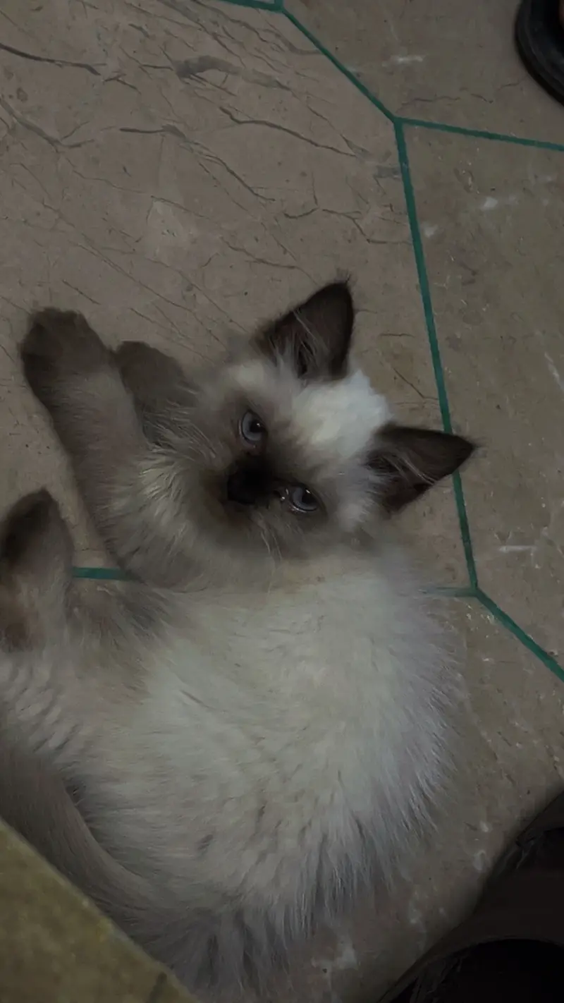 Ragdoll — photo 4