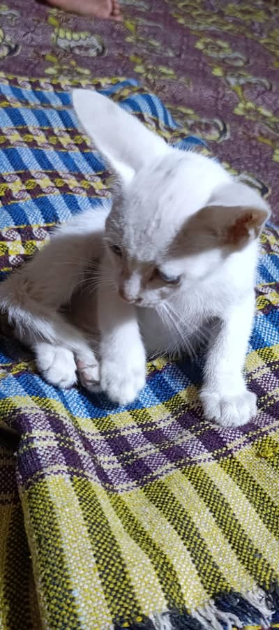 Russian Cats Pair