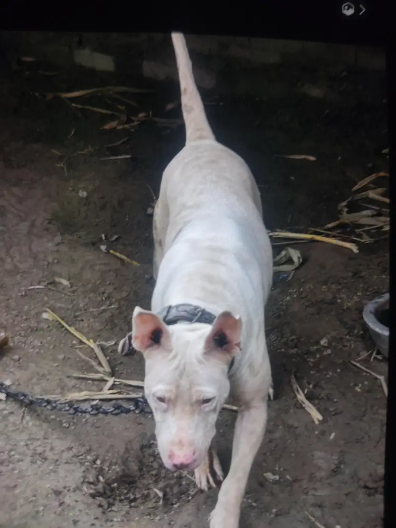 pure goultar white nose — photo 4