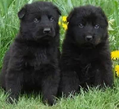 German shepherd puppies