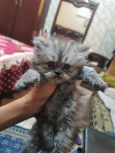 kitten for sale