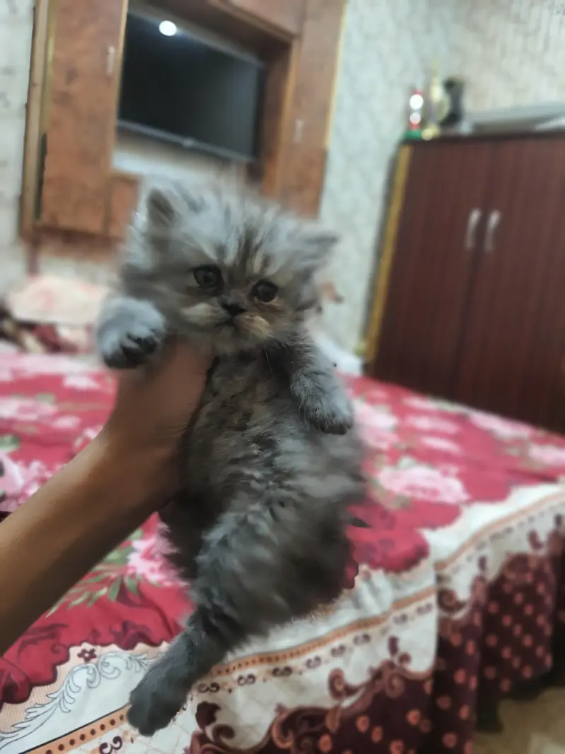 kitten for sale — photo 2