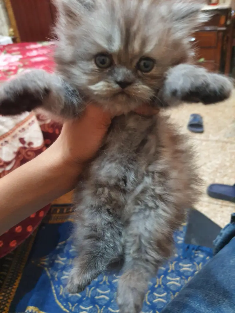 kitten for sale — photo 3