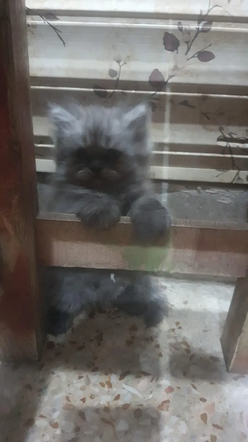 kitten for sale — photo 4