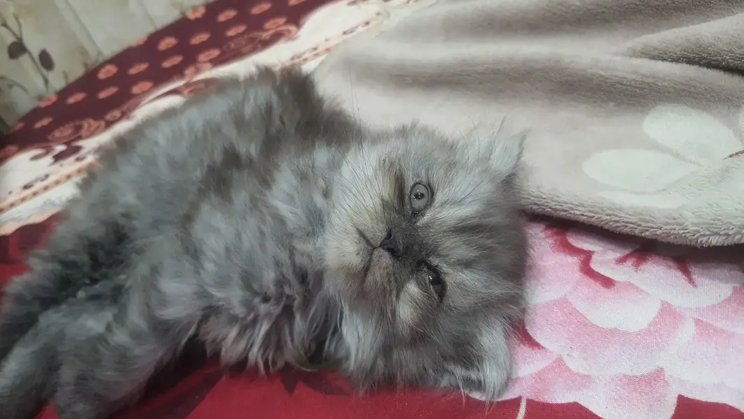 kitten for sale — photo 5
