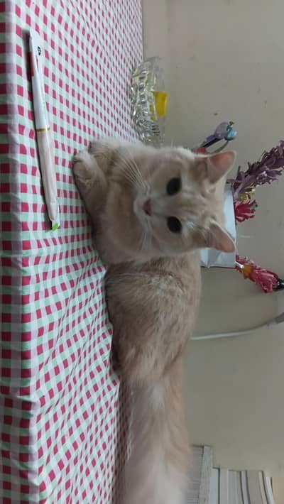 female siberian cat