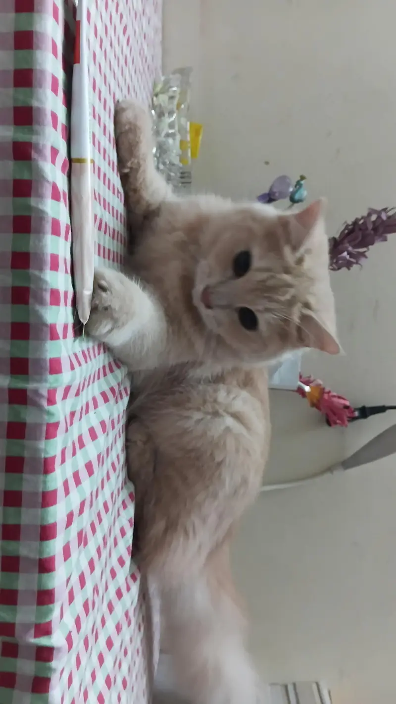 female siberian cat — photo 2