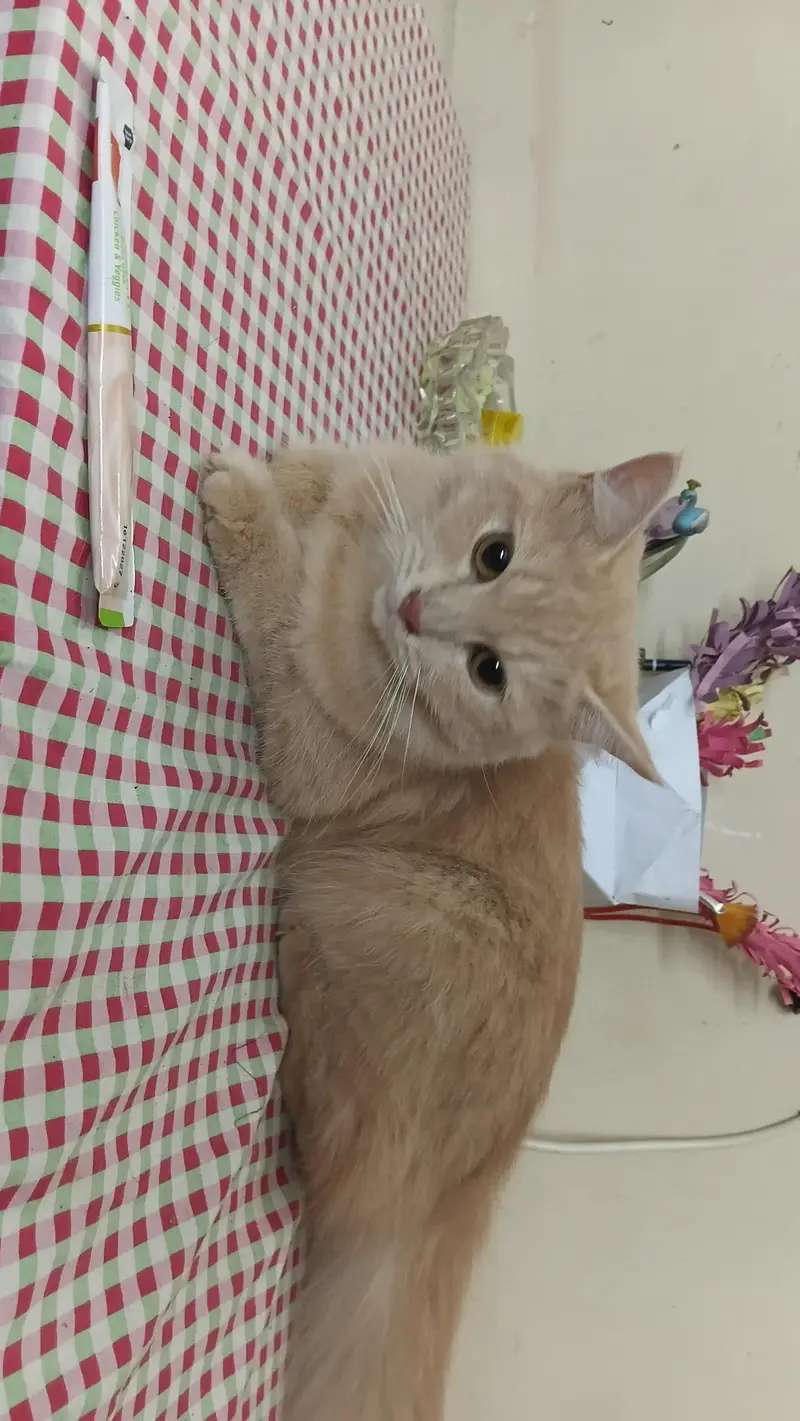 female siberian cat — photo 3