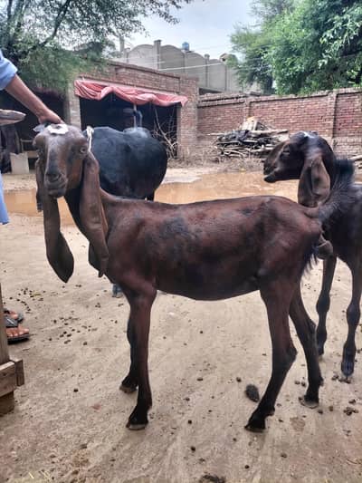 Nagra beetal females jori