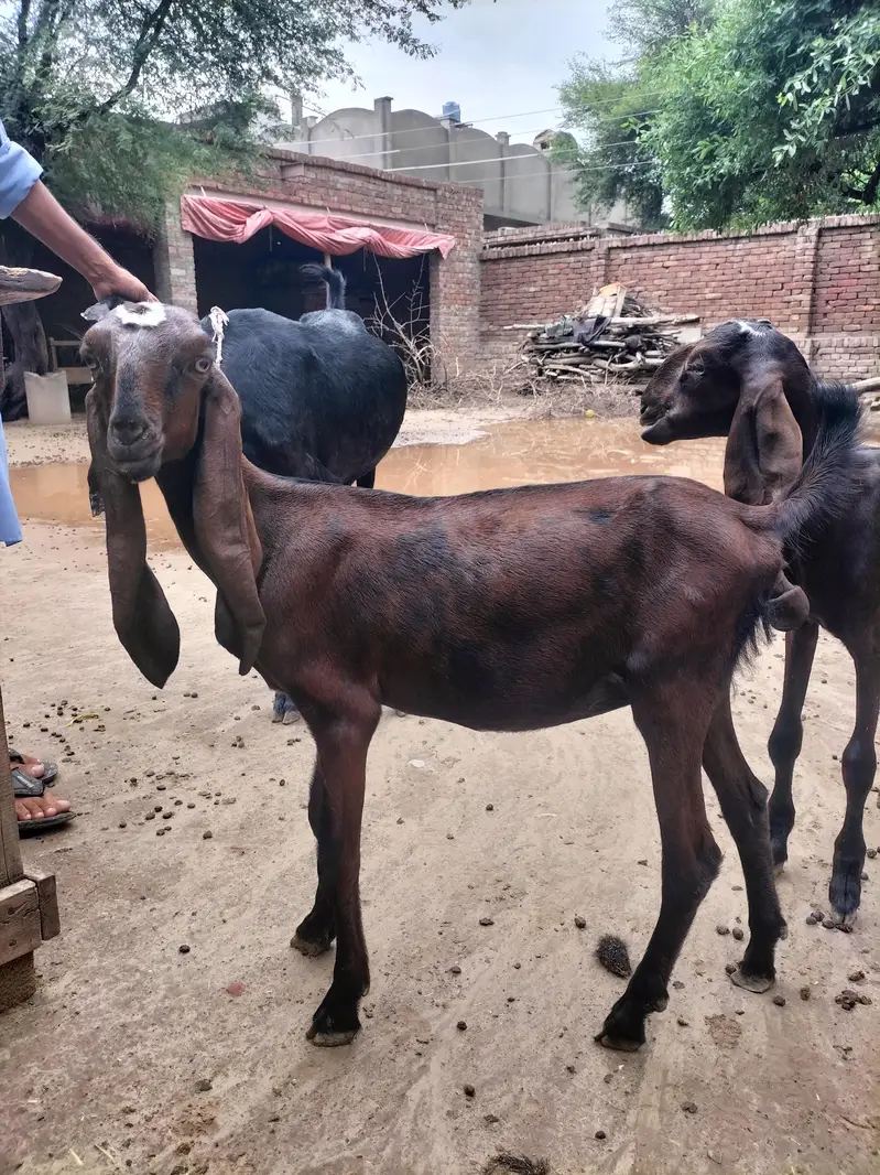 Nagra beetal females jori